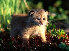 Canada Lynx Kitten